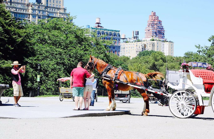 Horse And Carriage Ride NYC