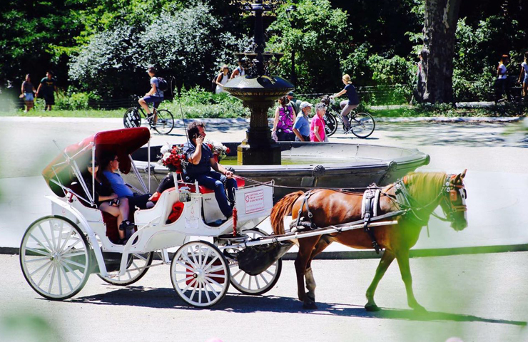 central park buggy tours